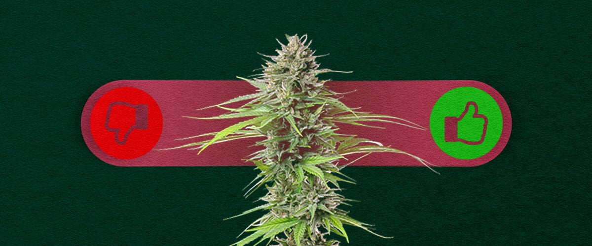 Photoperiode Cannabis: De Voordelen en Nadelen van Kweken Afwegen Voordelen en nadelen van photoperiode cannabis: Ontdek de voordelen (hogere opbrengsten, meer controle over de groei) en nadelen (langere kweektijd, vereist lichtcyclusbeheer) van photoperiode soorten.