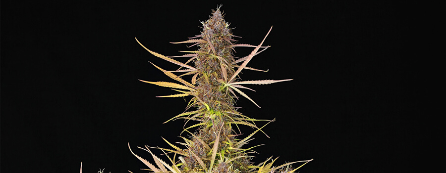 Purpe Queen