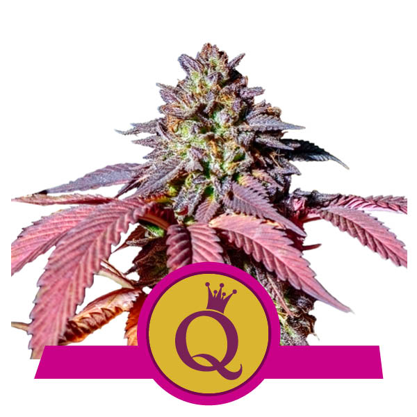 Purple Queen Marijuana Royal Queen Seeds Purple Queen Marijuana Royal Queen Seeds