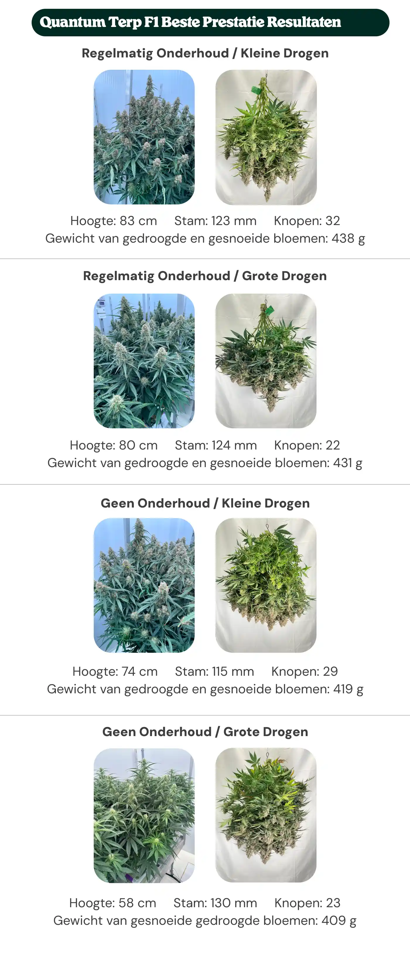 Overzicht van Quantum Terp F1-resultaten met behandelingen met regulier onderhoud en geen onderhoud, met kleine en grote dryback, waarbij planthoogte, stamdiameter, aantal nodes en droog getrimd bloemgewicht worden vergeleken.