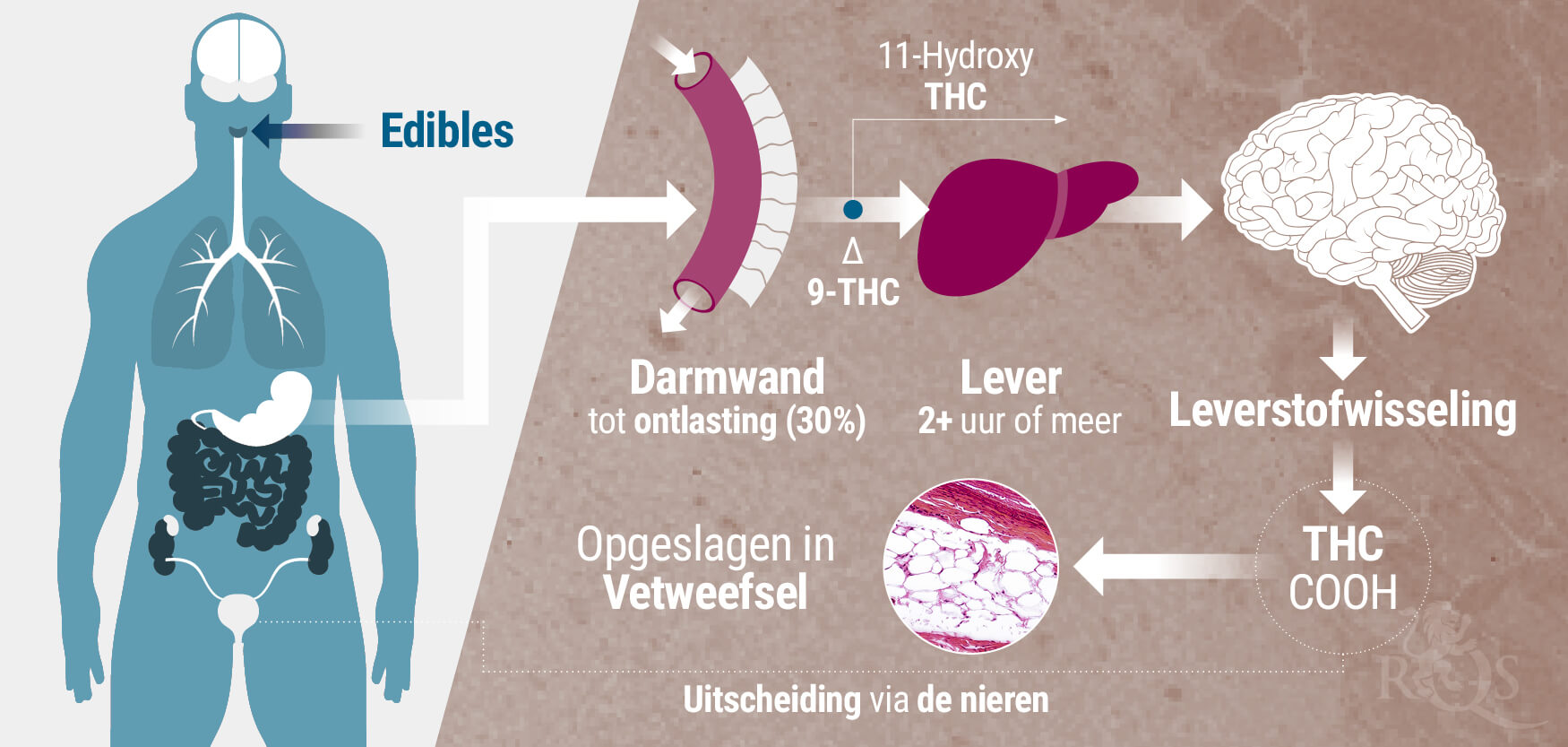 Metabolisme Metabolisme