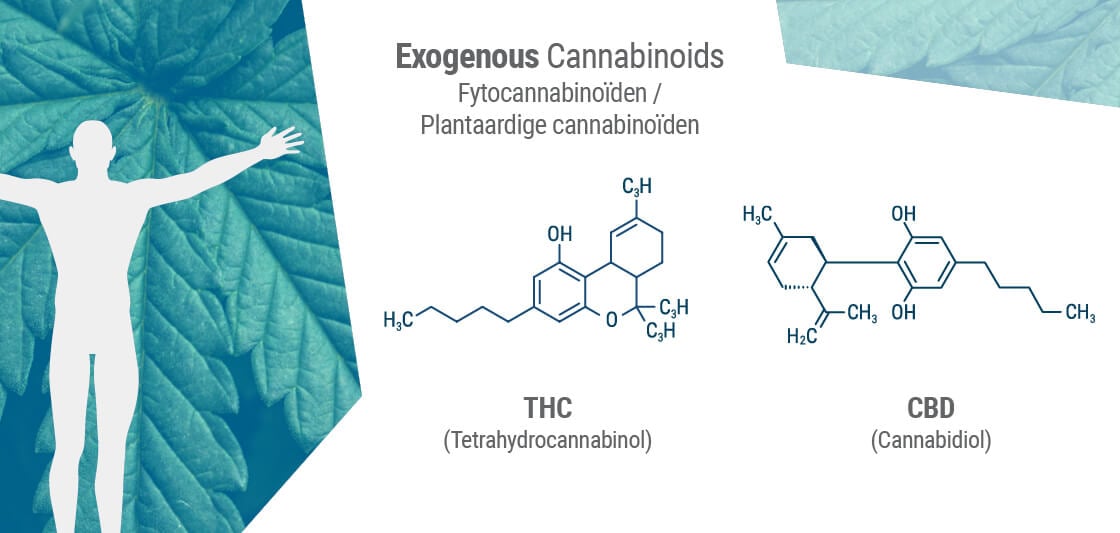 De moleculaire structuur van fytocannabinoïden komt vaak overeen met die van onze eigen endocannabinoïden