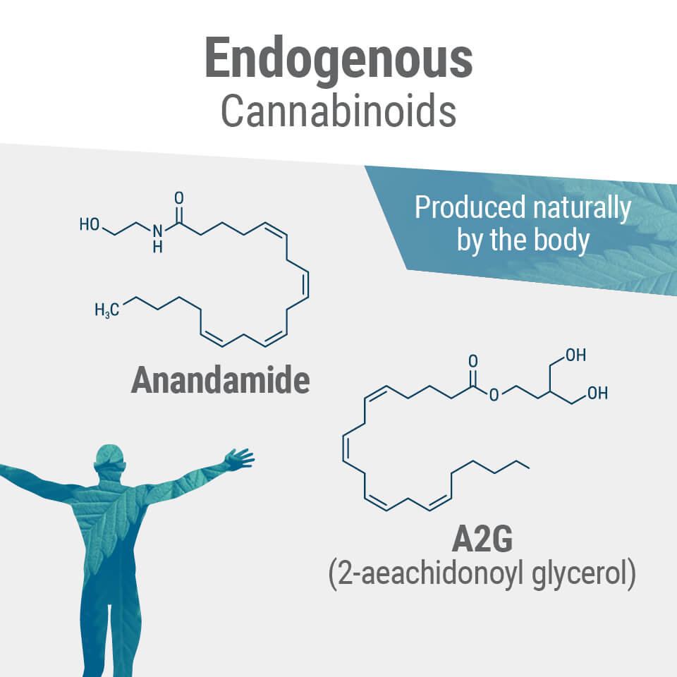 Cannabinoïdereceptoren