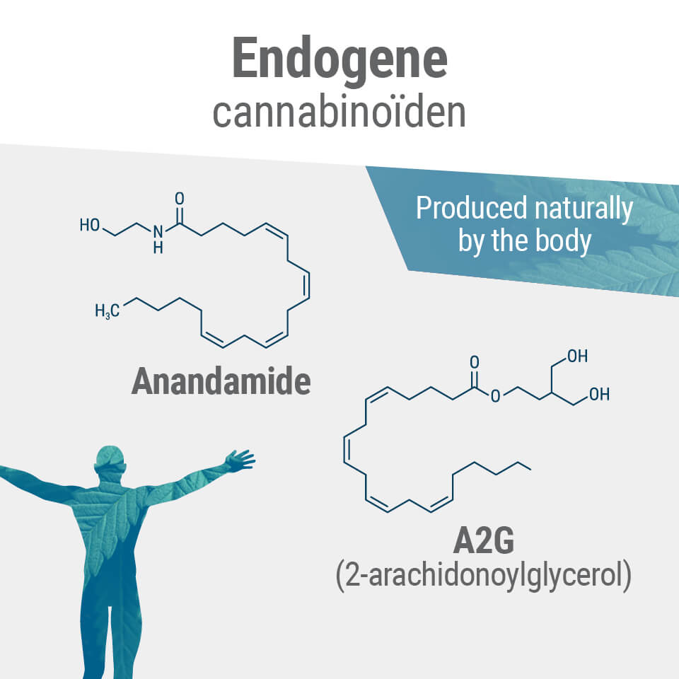 De twee primaire endocannabinoïden in het lichaam zijn  anandamide en 2-AG.