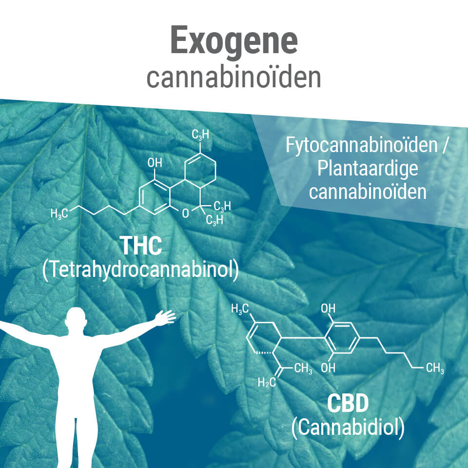 De moleculaire structuur van fytocannabinoïden komt vaak overeen met die van onze eigen endocannabinoïden