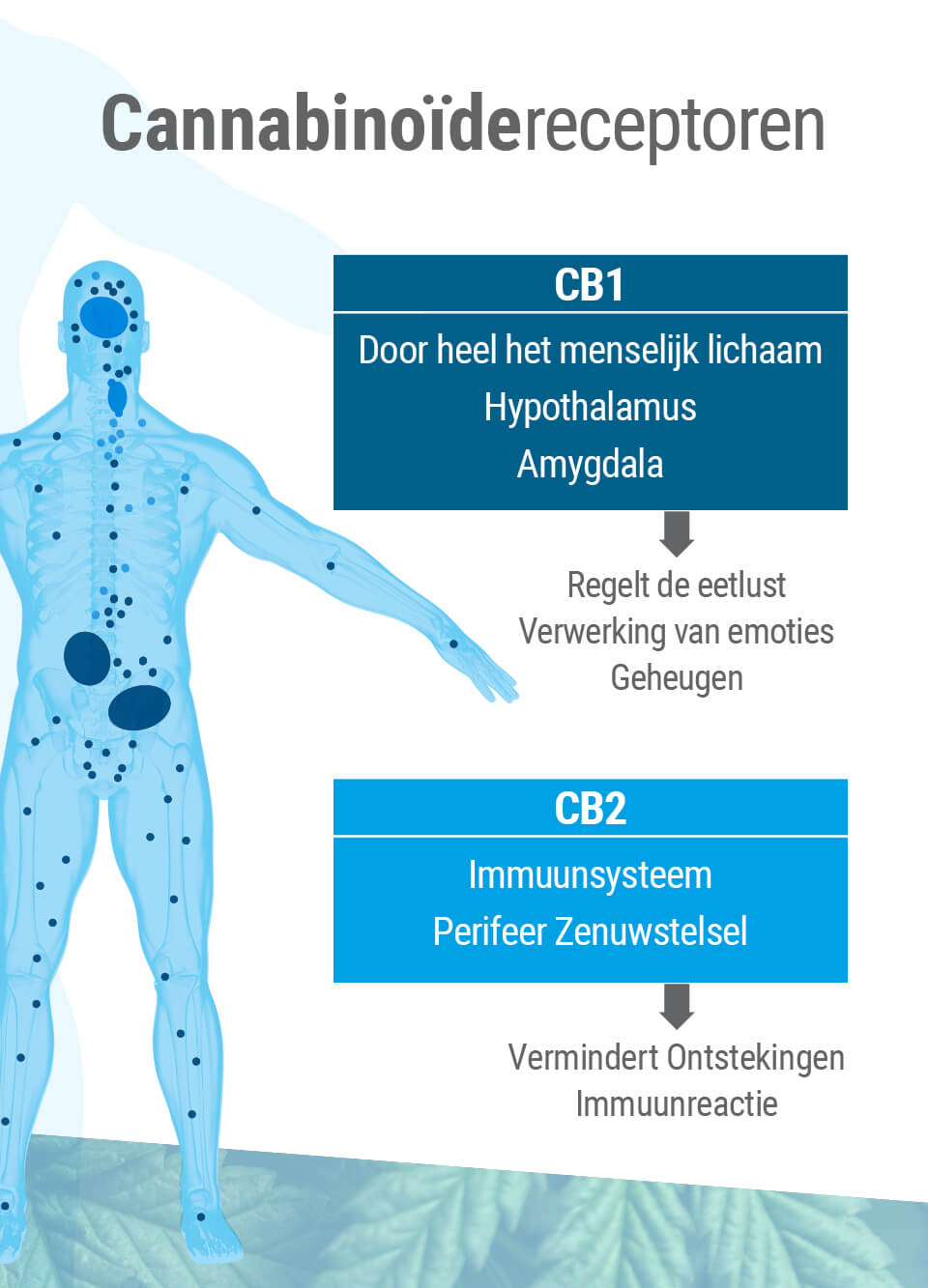 De twee belangrijkste receptortypes van het endocannabinoïde systeem zijn CB1 en CB2
