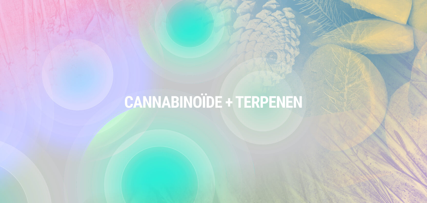 Cannabinoïde + Terpenen Cannabinoïde + Terpenen