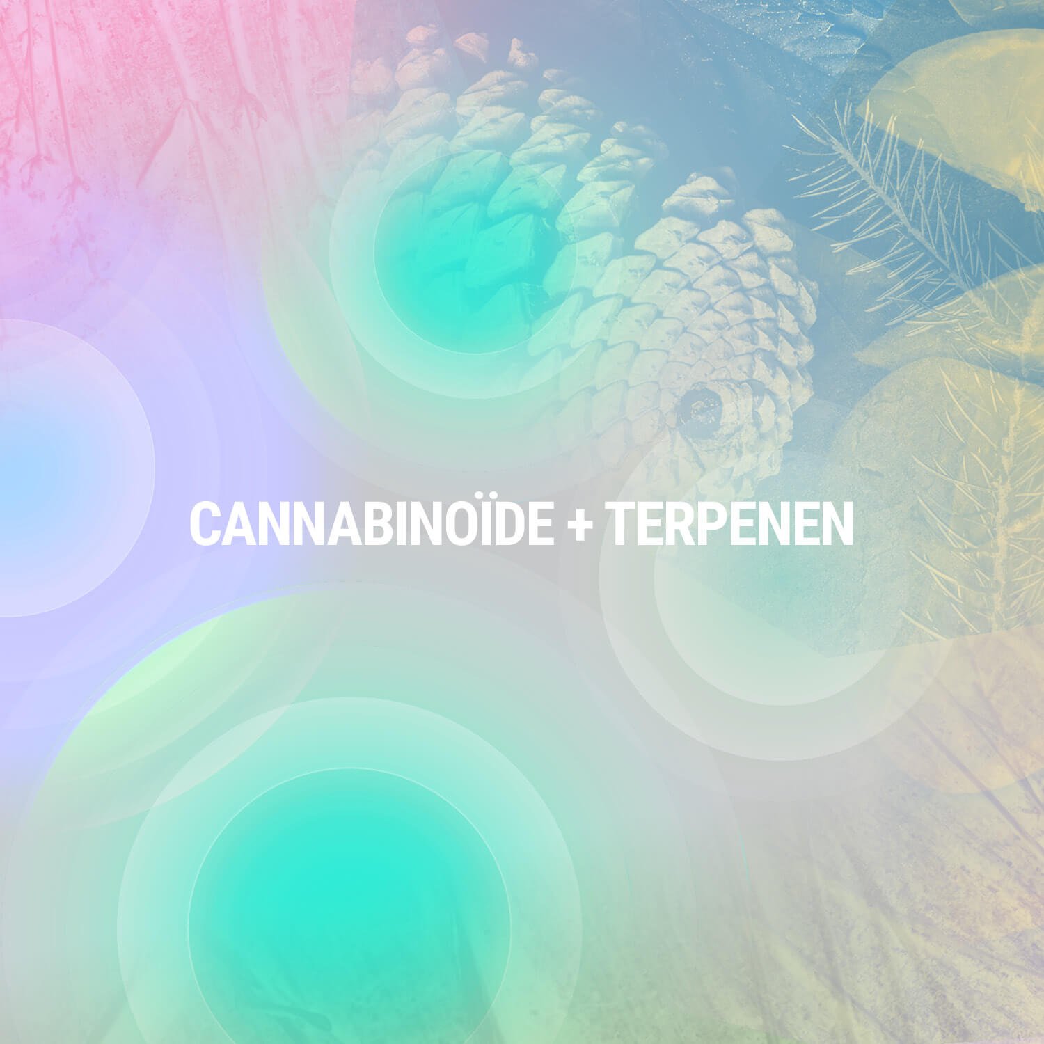 Cannabinoïde + Terpenen