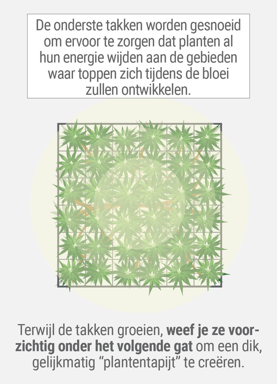 Wat is de ScrOG-Techniek?