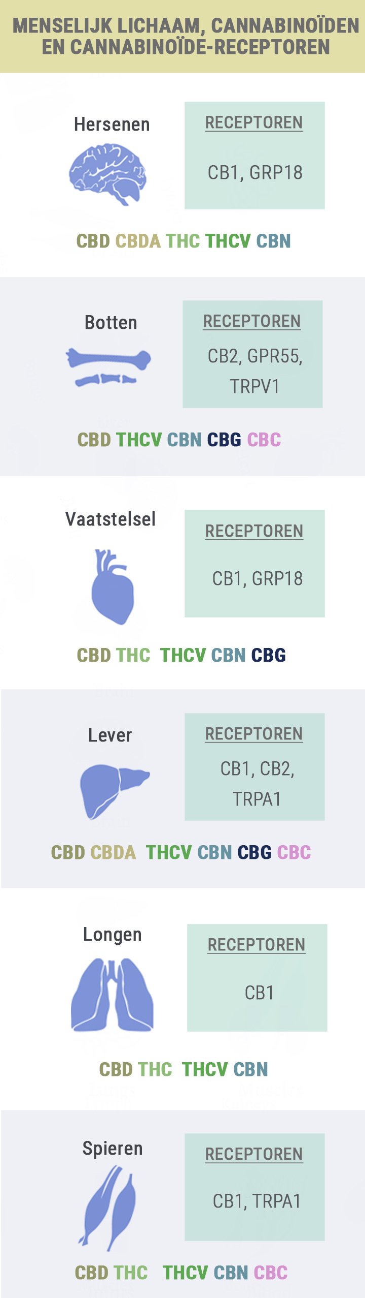 Body, Cannabinoids and Receptors