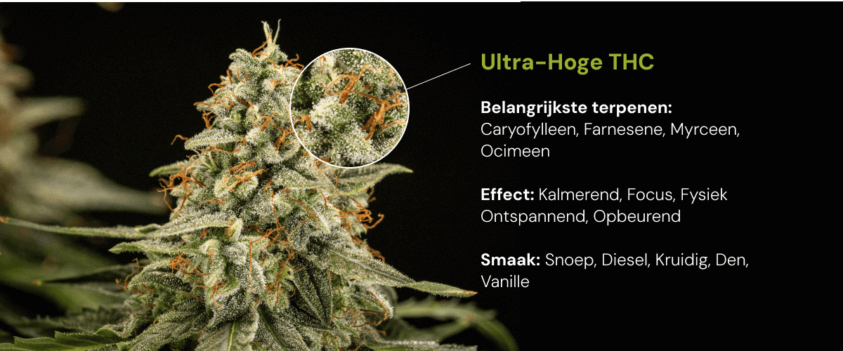 Cannabissoort met ultrahoge THC | Terpenen, effecten & smaak Ontdek een cannabissoort met ultrahoge THC en belangrijke terpenen zoals caryofylleen, farneseen, myrceen en ocimeen, met kalmerende en opbeurende effecten.