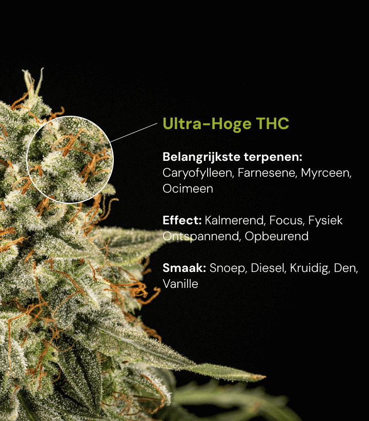 Cannabissoort met ultrahoge THC | Terpenen, effecten & smaak Ontdek een cannabissoort met ultrahoge THC en belangrijke terpenen zoals caryofylleen, farneseen, myrceen en ocimeen, met kalmerende en opbeurende effecten.