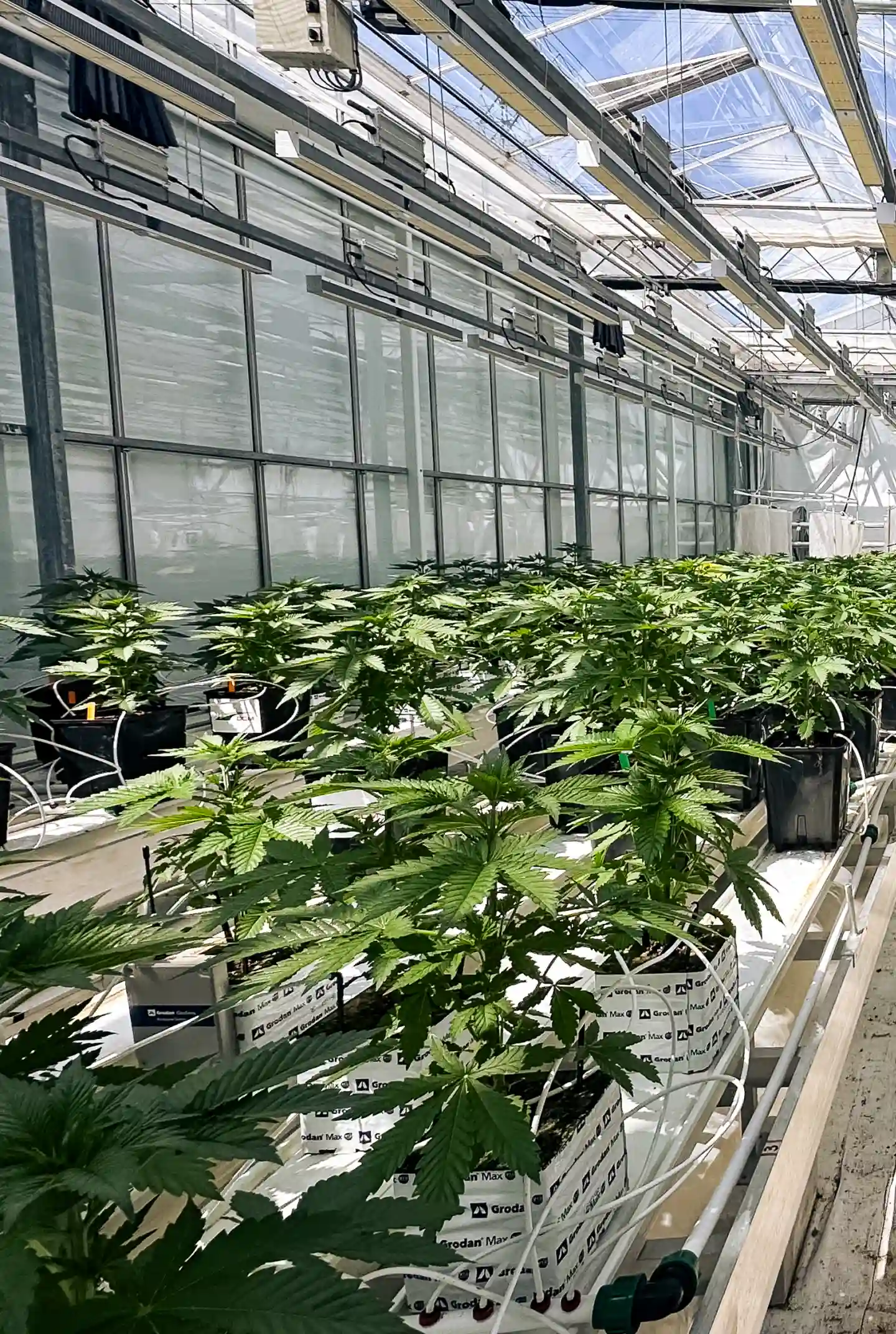 Proefruimte voor cannabis crop steering Cannabisplanten die groeien in een gecontroleerde kasproefruimte, met steenwolblokken, irrigatielijnen, felle canopyverlichting en rijen gezonde planten die worden gebruikt voor onderzoek naar crop steering.