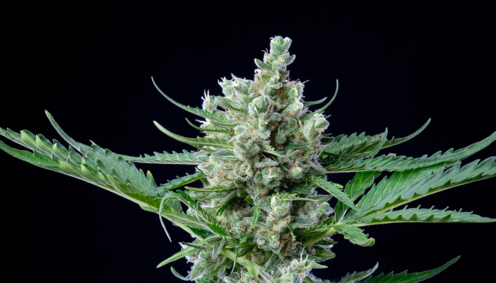 Royal Bluematic: hoge opbrengst in verhouding tot de hoogte Royal Bluematic cannabistop met dichte harsrijke bloemen, witte stampers, groene bladeren en compacte bloeiende groei tegen een donkere achtergrond.