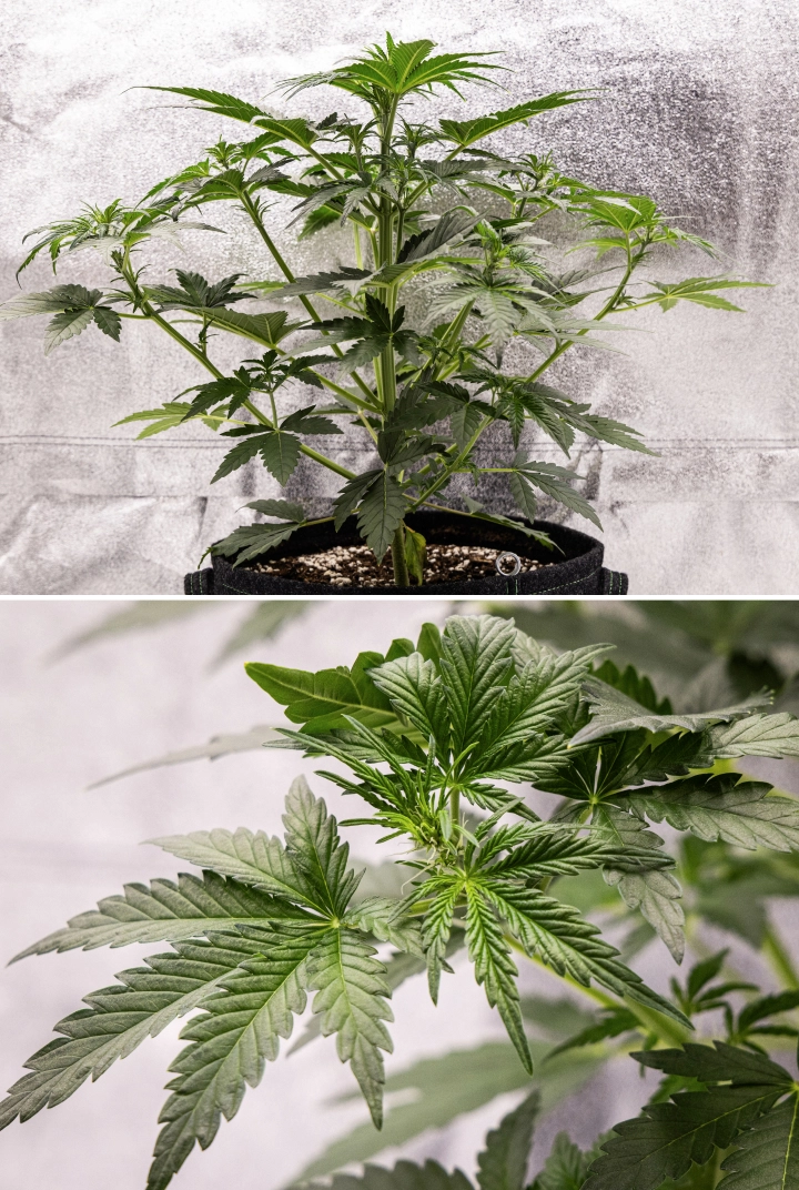 Royal Creamatic grow report: week 4, vroege bloei Royal Creamatic cannabisplant in week 4, met vroege bloei, gezond groen blad, verse stampers en sterke takontwikkeling.