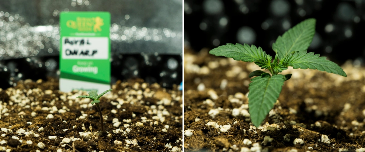 Royal Dwarf Cannabissämlinge in Woche 1, mit frühem Wachstum, grünen Blättern, perlitreicher Erde und einer Royal Queen Seeds Packung.