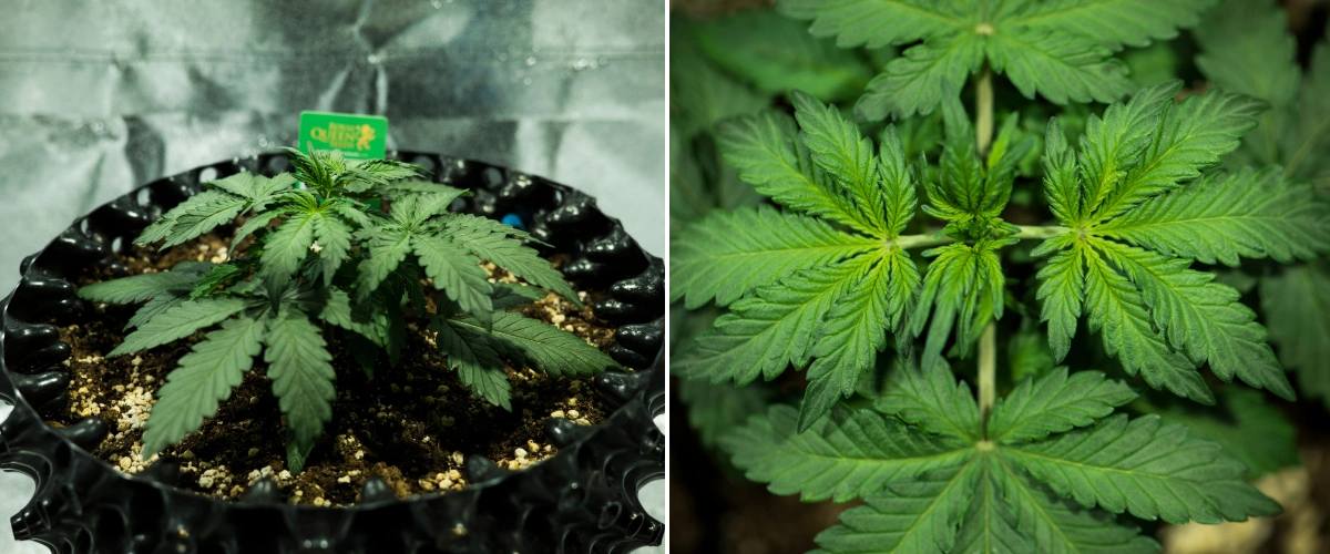 Royal Dwarf Cannabispflanze in Woche 2, mit kompaktem vegetativem Wachstum, gesunden grünen Blättern, kurzen Internodien und perlitreicher Erde.