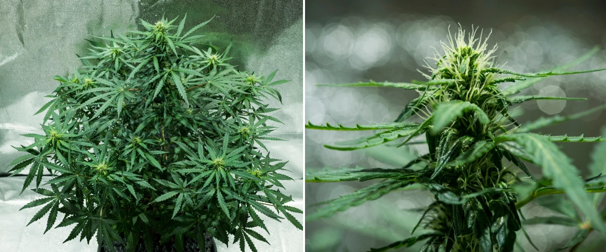 Royal Dwarf Cannabispflanze in Woche 5, mit sich entwickelnden Buds, weißen Blütenstempeln, gesundem grünem Laub und kompakter Blütenstruktur.