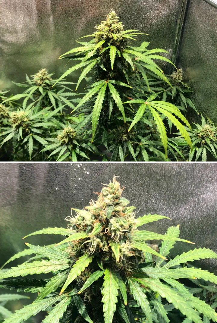 Royal Dwarf Cannabispflanze in Woche 8, mit Buds in der späten Blüte, orangefarbenen Blütenstempeln, harzigen Blüten und gesundem grünem Laub.