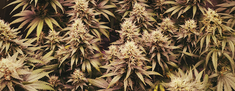 Royal AK Royal Queen Seeds Royal AK Royal Queen Seeds