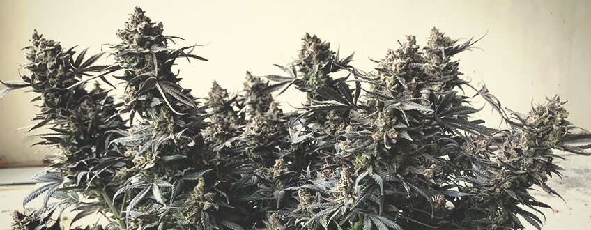 Royal Highness Royal Queen Seeds Royal Highness Royal Queen Seeds