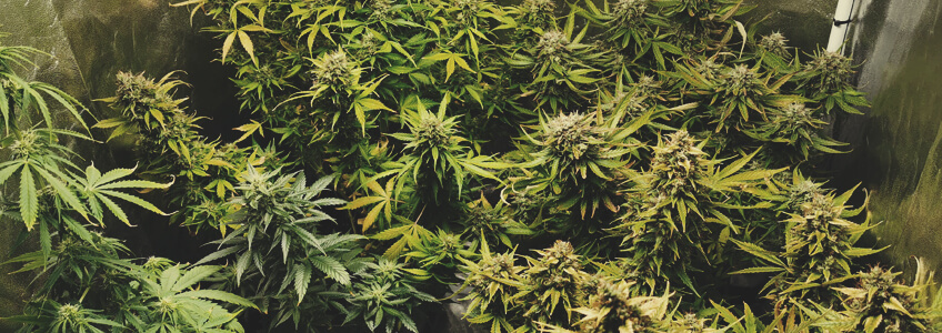 Royal Jack Auto