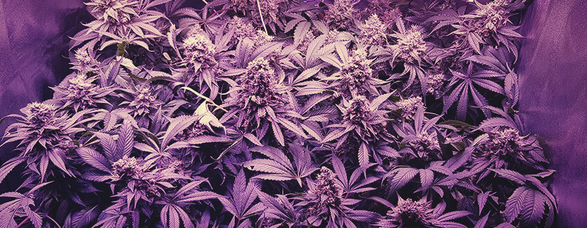 Royal Moby Royal Queen Seeds Royal Moby Royal Queen Seeds
