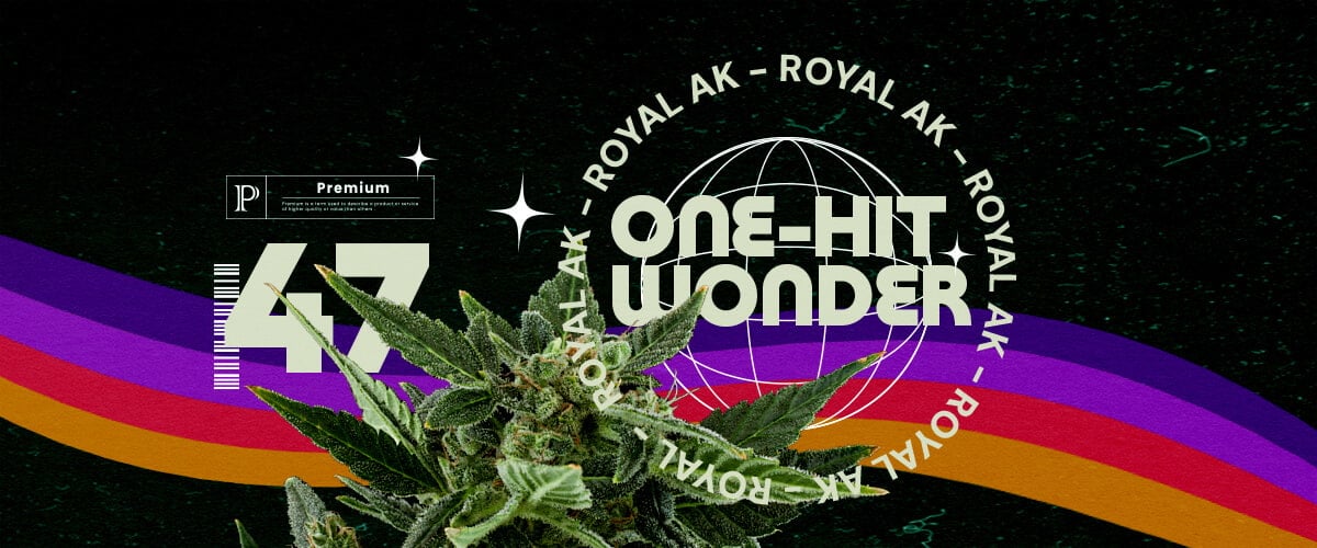 Royal AK Stam Informatie Cannabis Gids Een illustratie van een cannabisbloem met de tekst