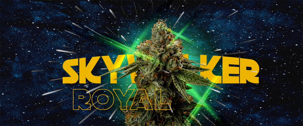 Waarom Kwekers van Royal Skywalker Houden Cannabis Een illustratie van een cannabisbloem met de tekst