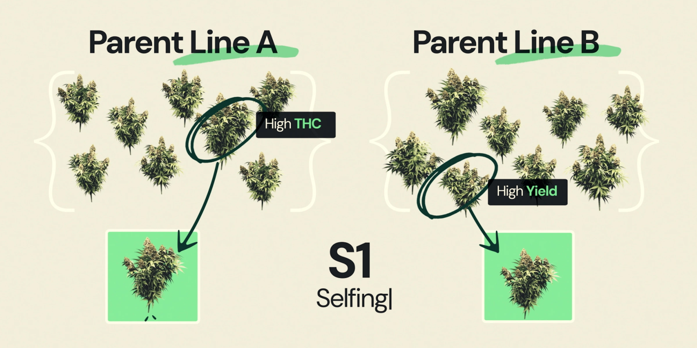 Diagram dat S1-selfing in F1-hybride cannabisbreeding uitlegt, met ouderlijn A geselecteerd voor hoog THC-gehalte en ouderlijn B geselecteerd voor hoge opbrengst als onderdeel van de ontwikkeling van inteeltlijnen.