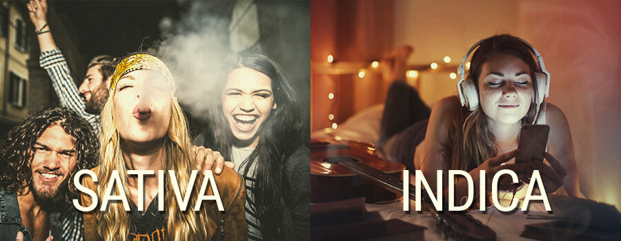 Sativa vs Indica-effecten