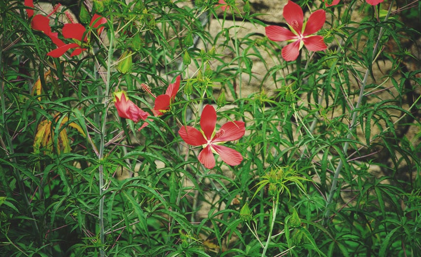 Scharlaken hibiscus (Hibiscus coccineus)