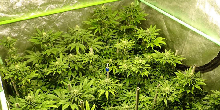 Dichtbijopname van gezonde cannabisplanten die binnenshuis groeien, met levendige groene bladeren en bloeiende bloemen onder gecontroleerde verlichting.