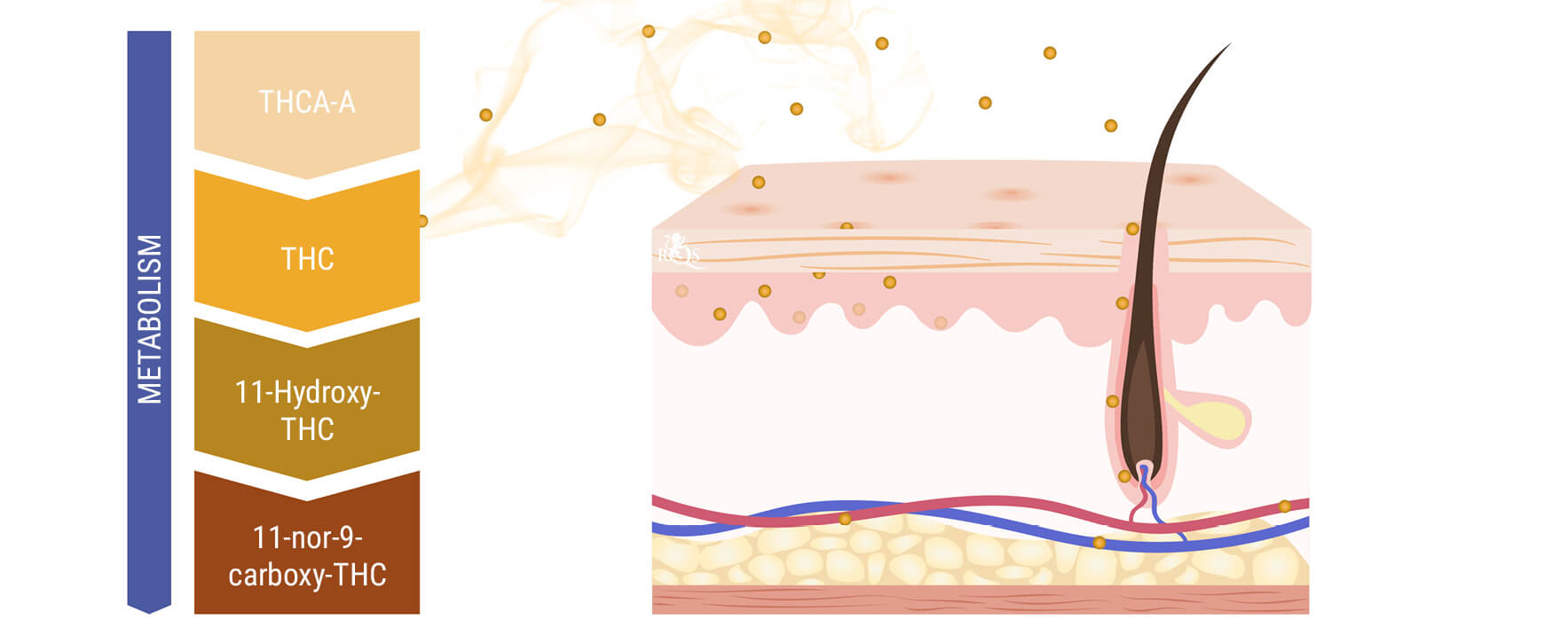 Can Marijuana Smoke Be Absorbed Through the Skin or Hair?