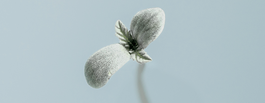 Zaailing Albino Wietplant
