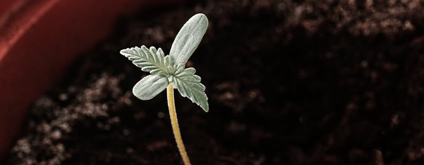 Albino Seedling