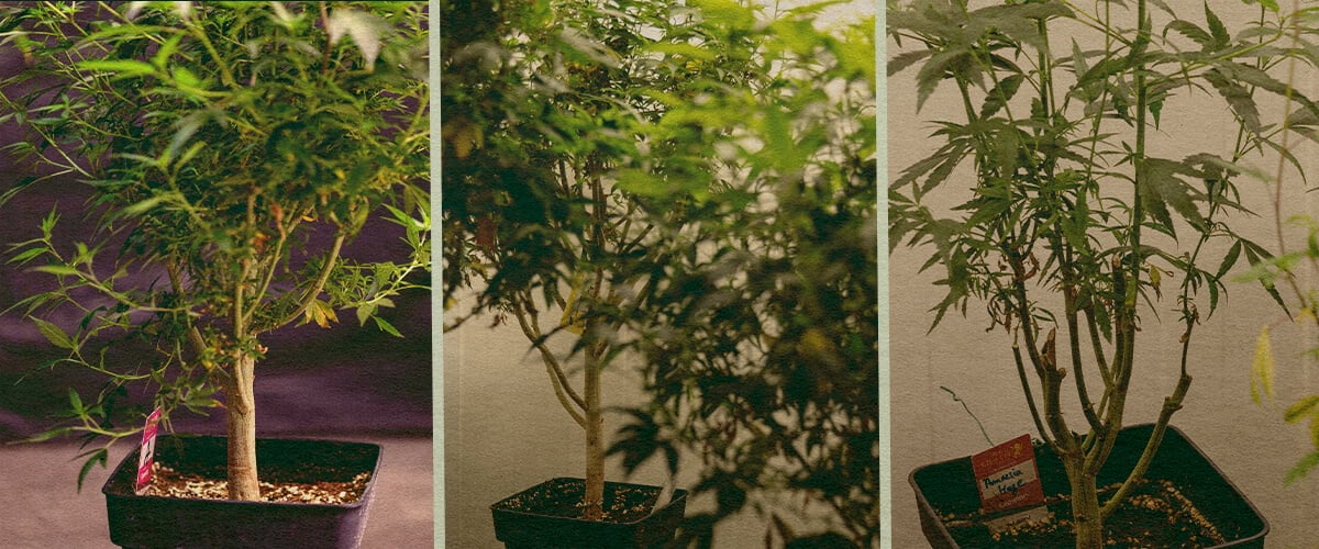 Een Moederplant Selecteren Een Moederplant Selecteren