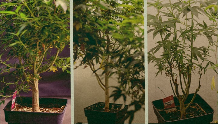Een Moederplant Selecteren Een Moederplant Selecteren