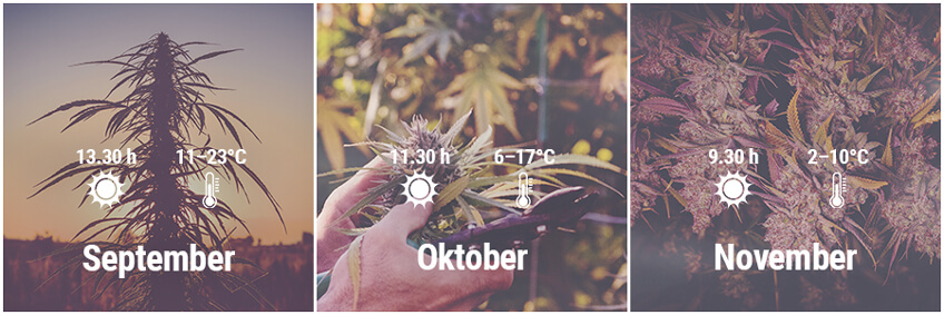 Hoe kweek je cannabis buiten in Duitsland, September, Oktober, November