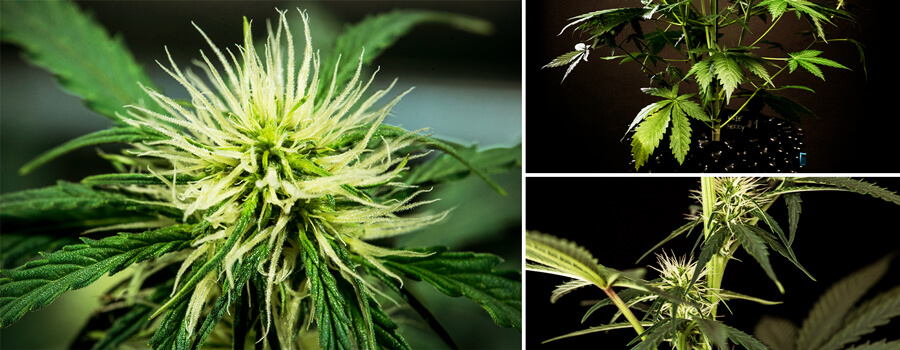 Signs of cannabis flowering