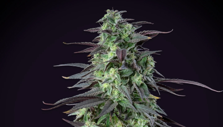 Skunk XL: hoogste opbrengst onder 100 cm Skunk XL cannabisplant met dichte frostige toppen, paarsgroene bladeren, witte stampers en een compacte bloeistructuur tegen een donkere achtergrond.