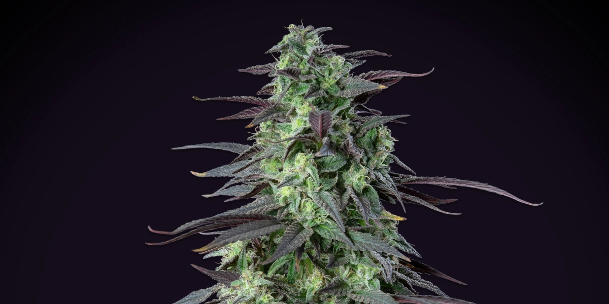 Skunk XL: hoogste opbrengst onder 100 cm Skunk XL cannabisplant met dichte frostige toppen, paarsgroene bladeren, witte stampers en een compacte bloeistructuur tegen een donkere achtergrond.