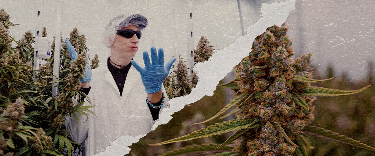 CRIC Labs Orion Medusa F1 Cannabis Potentie Gids Een illustratie van Orion F1 en Medusa F1 cannabisplanten met dichte trichomen in een CRIC Labs kweekruimte, die krachtige terpeenprofielen en een stevige structuur tonen, tegen een groene achtergrond.