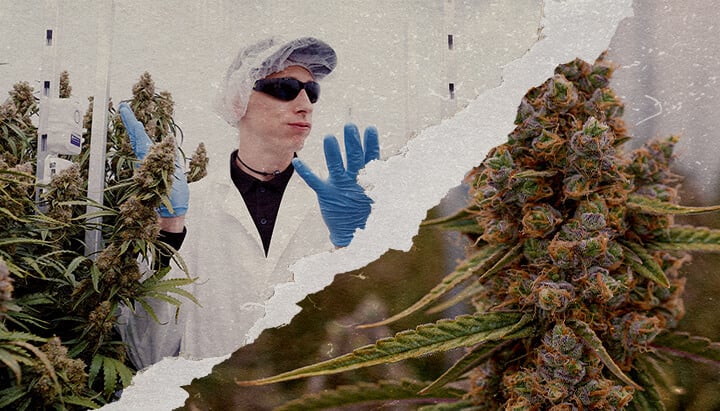 CRIC Labs Orion Medusa F1 Cannabis Potentie Gids Een illustratie van Orion F1 en Medusa F1 cannabisplanten met dichte trichomen in een CRIC Labs kweekruimte, die krachtige terpeenprofielen en een stevige structuur tonen, tegen een groene achtergrond.