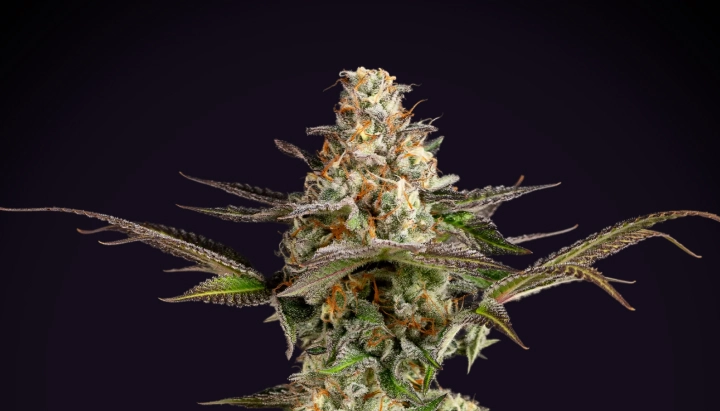Somango XL: dichte compacte opbrengst Somango XL cannabisplant met een dichte frostige cola, oranje stampers, paarsgroene bladeren en een compacte bloeistructuur tegen een donkere achtergrond.