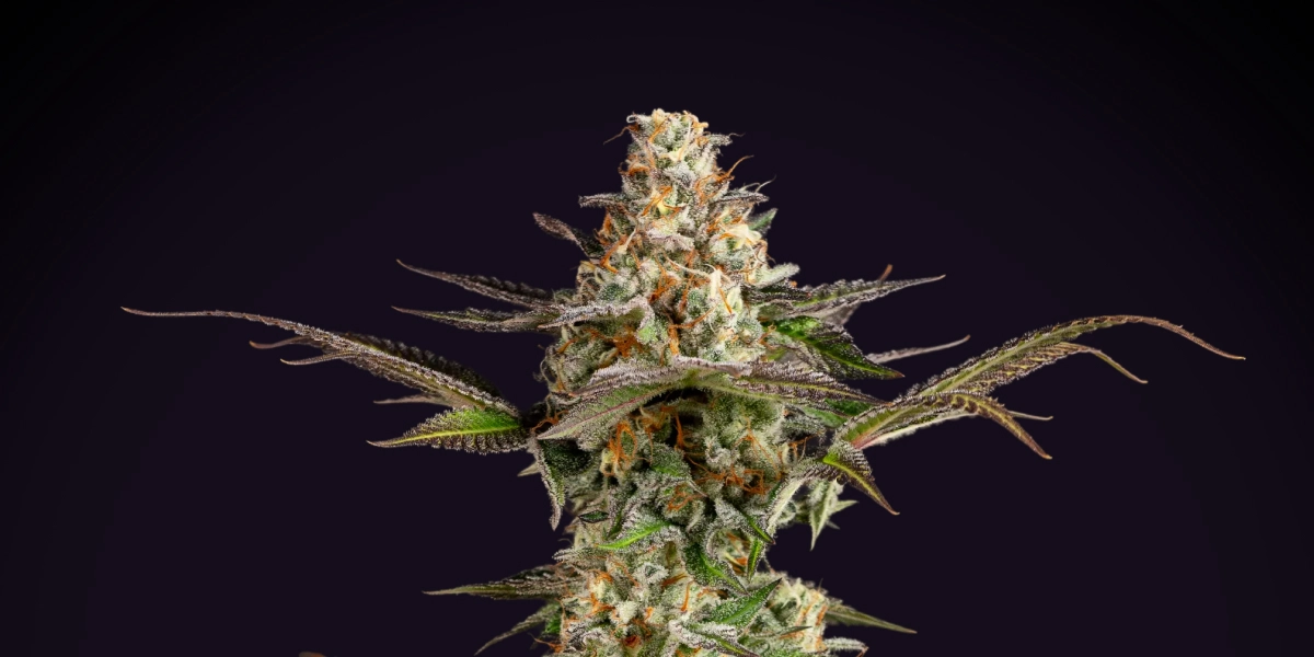 Somango XL: dichte compacte opbrengst Somango XL cannabisplant met een dichte frostige cola, oranje stampers, paarsgroene bladeren en een compacte bloeistructuur tegen een donkere achtergrond.