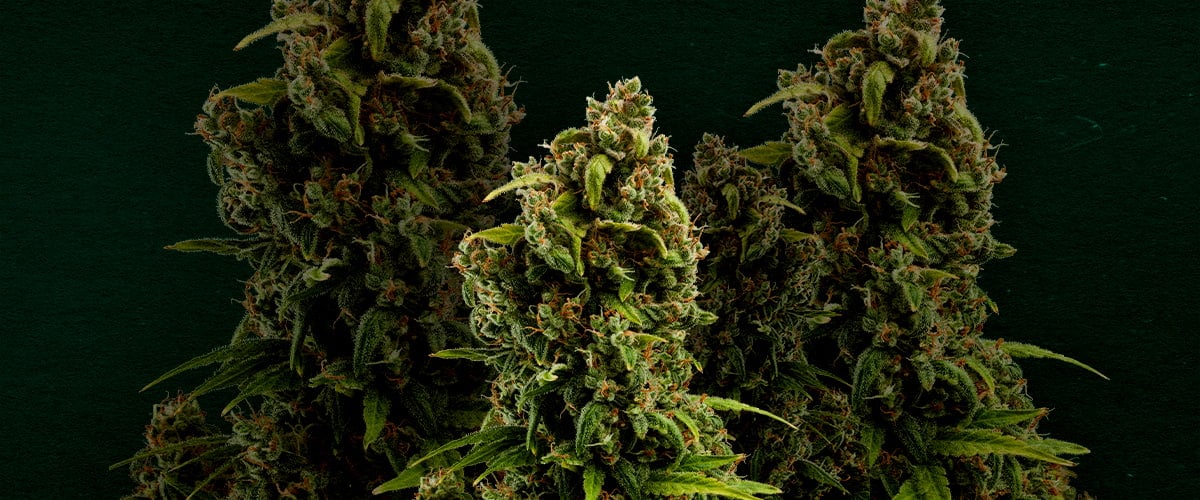 Waarom Sour Diesel een van de beste strains is om te klonen