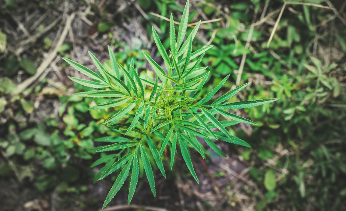 Huacatay (Tagetes minuta)