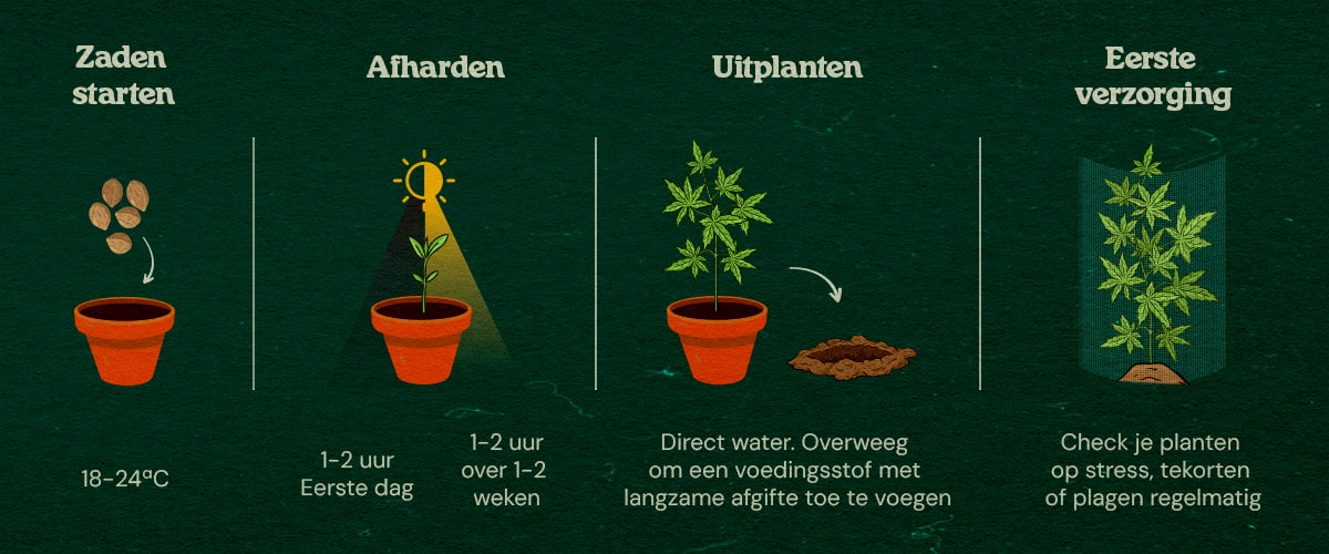 Stapsgewijze Gids voor Guerilla Kweek Cannabiszaailingen in een bos met stapsgewijze gids voor binnengroei, afharden, verplanten en verzorging, omringd door bomen en natuurlijke dekking.