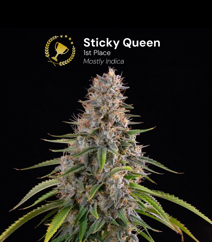 Sticky Queen, bekroonde cannabissoort Ontdek Sticky Queen, een bekroonde, voornamelijk indica cannabissoort met dichte, harsrijke toppen.